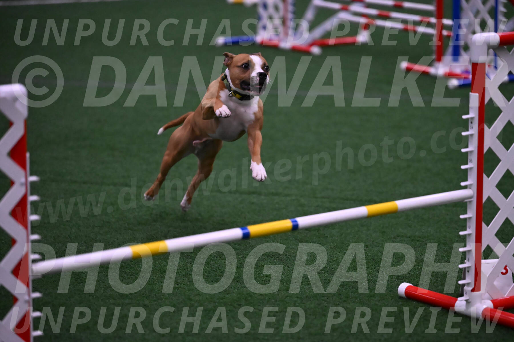 Danny-Blue-Michael-MacDonald-01622