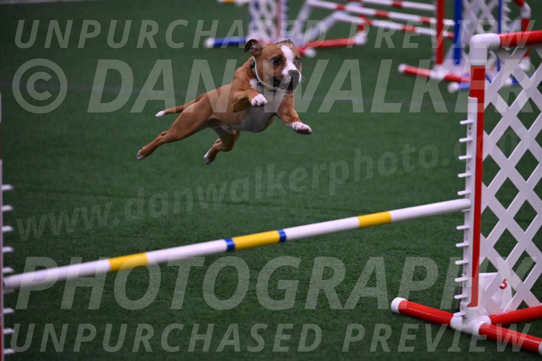 Danny-Blue-Michael-MacDonald-01623