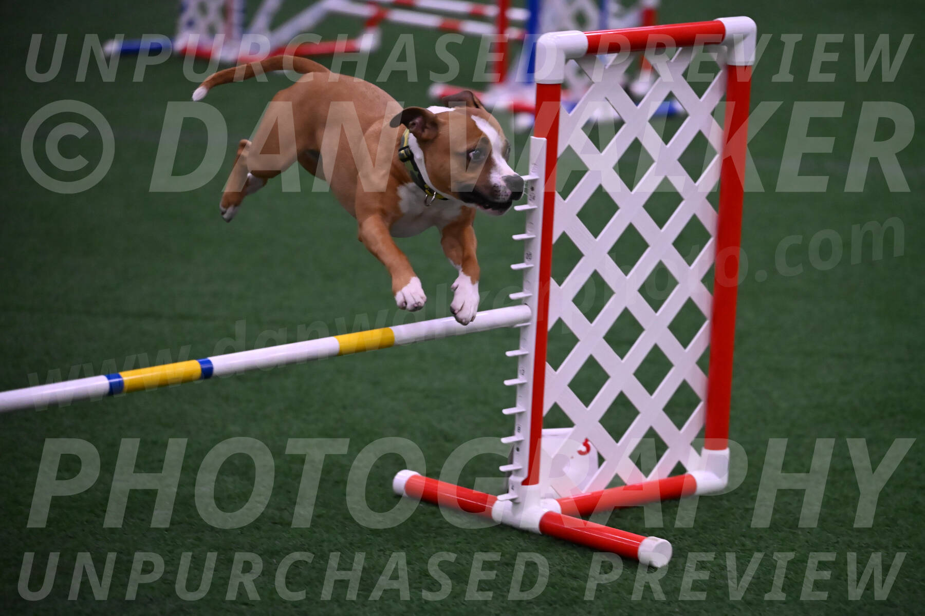 Danny-Blue-Michael-MacDonald-01626