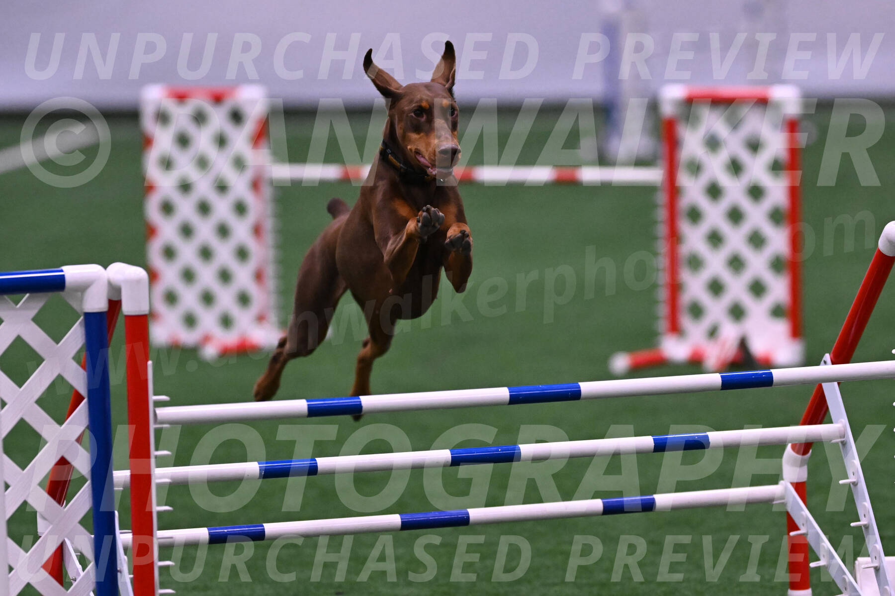 Derby-Carol-Moore-04988