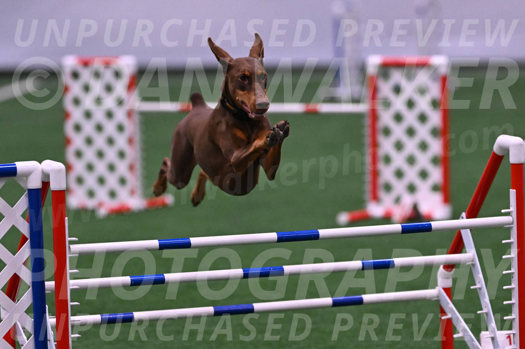 Derby-Carol-Moore-04989