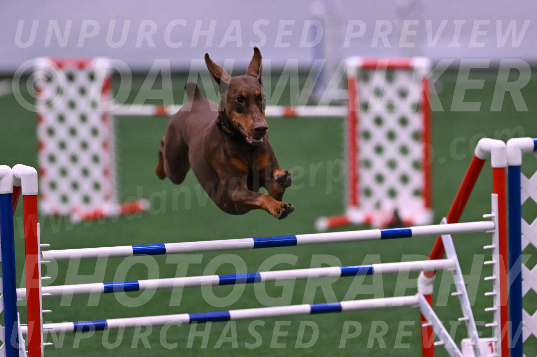 Derby-Carol-Moore-04990
