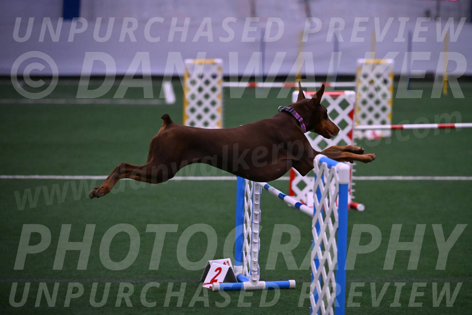 Derby-Carol-Moore-05000