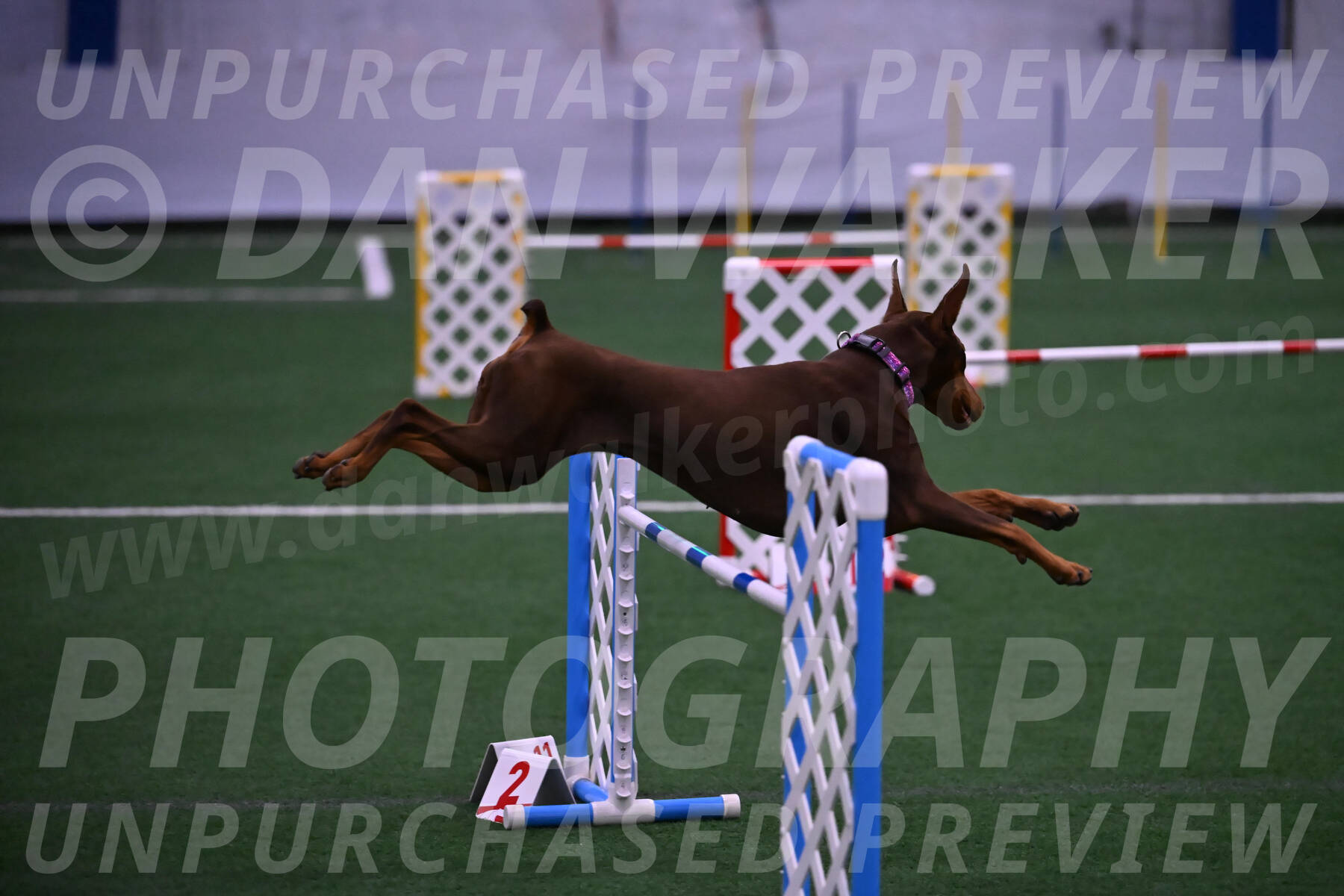Derby-Carol-Moore-05001