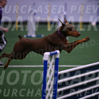Derby-Carol-Moore-05007
