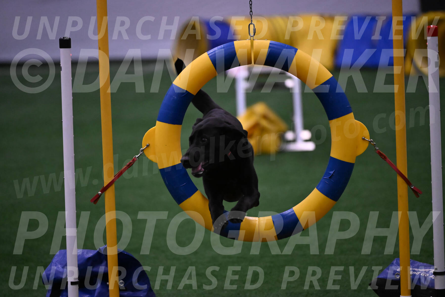 Grindylow-Robert-Rachow-03558