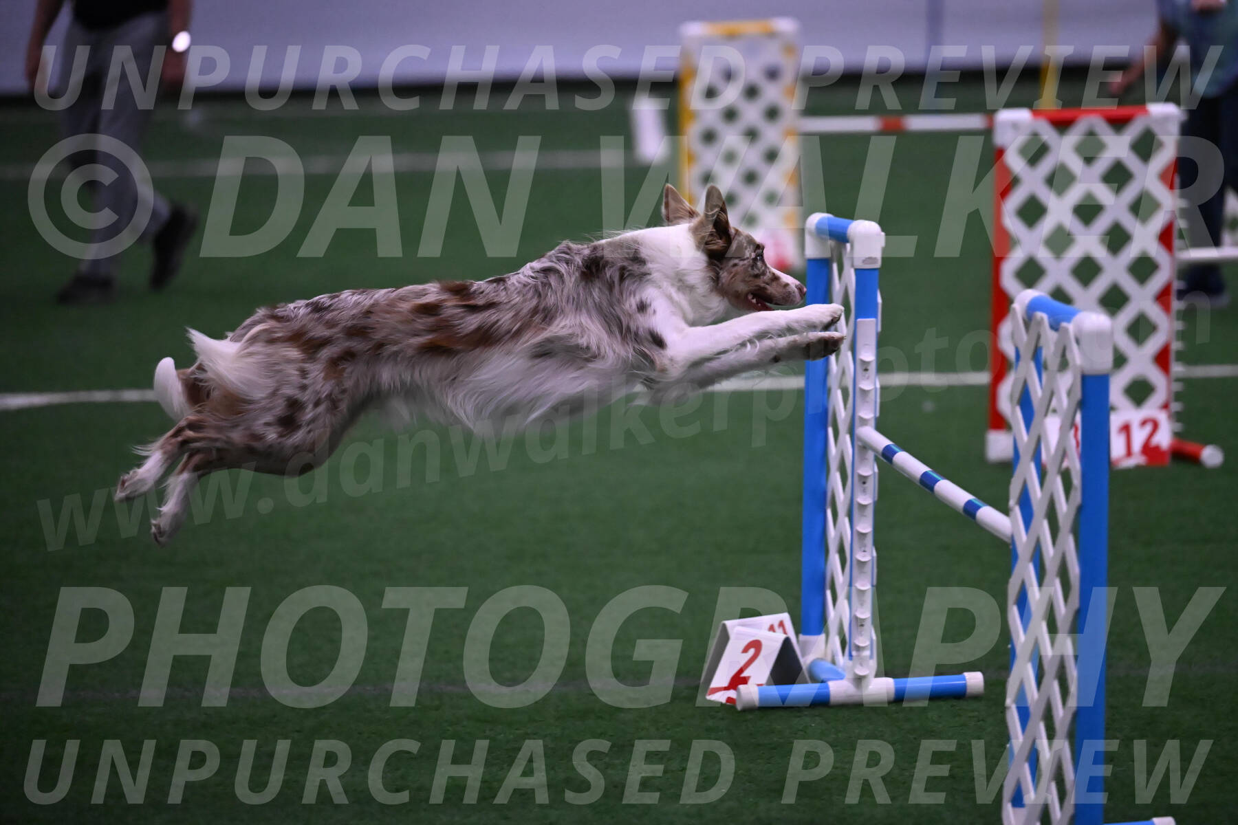 Jagger-Tamie-Rogers-02367