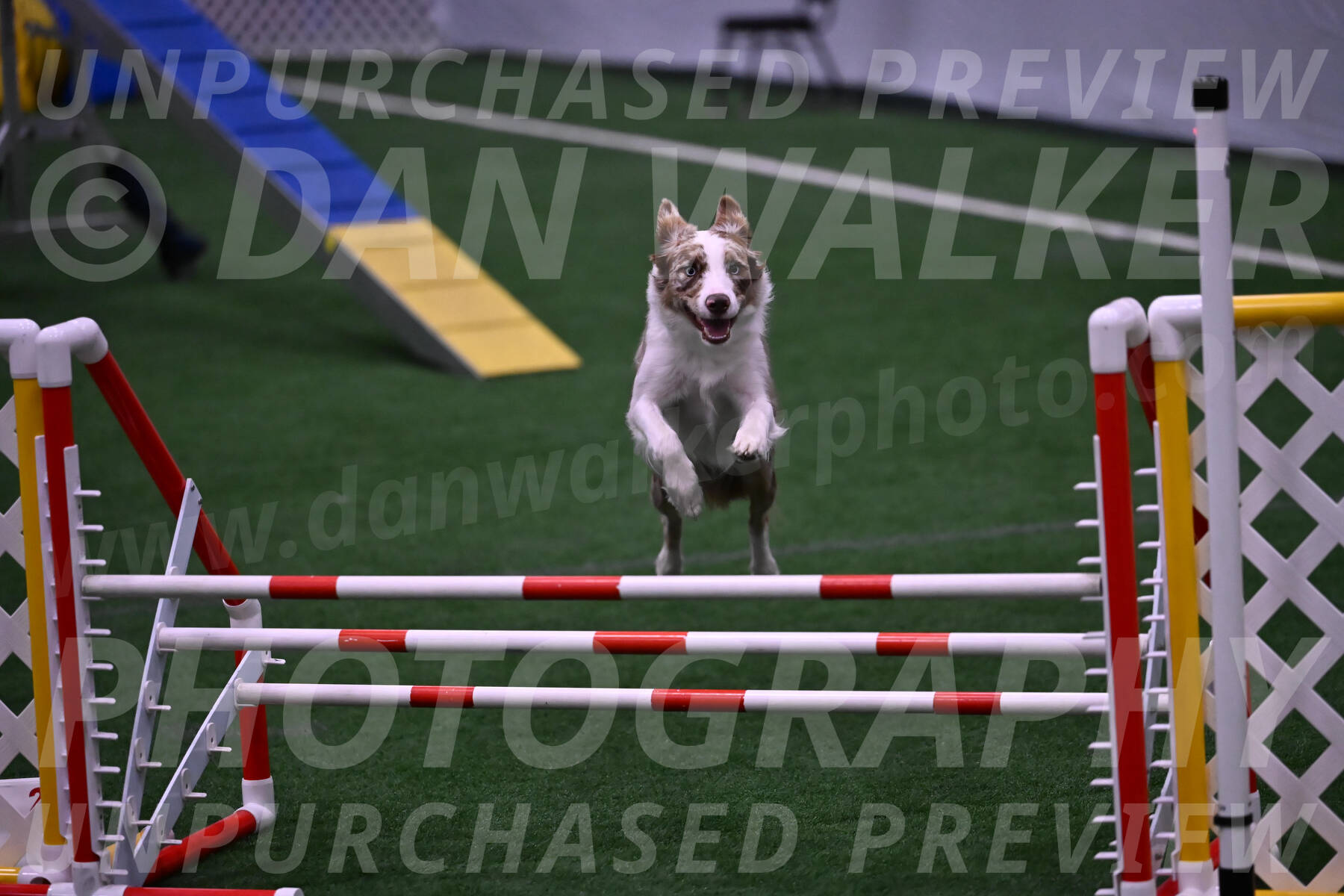 Jagger-Tamie-Rogers-02384