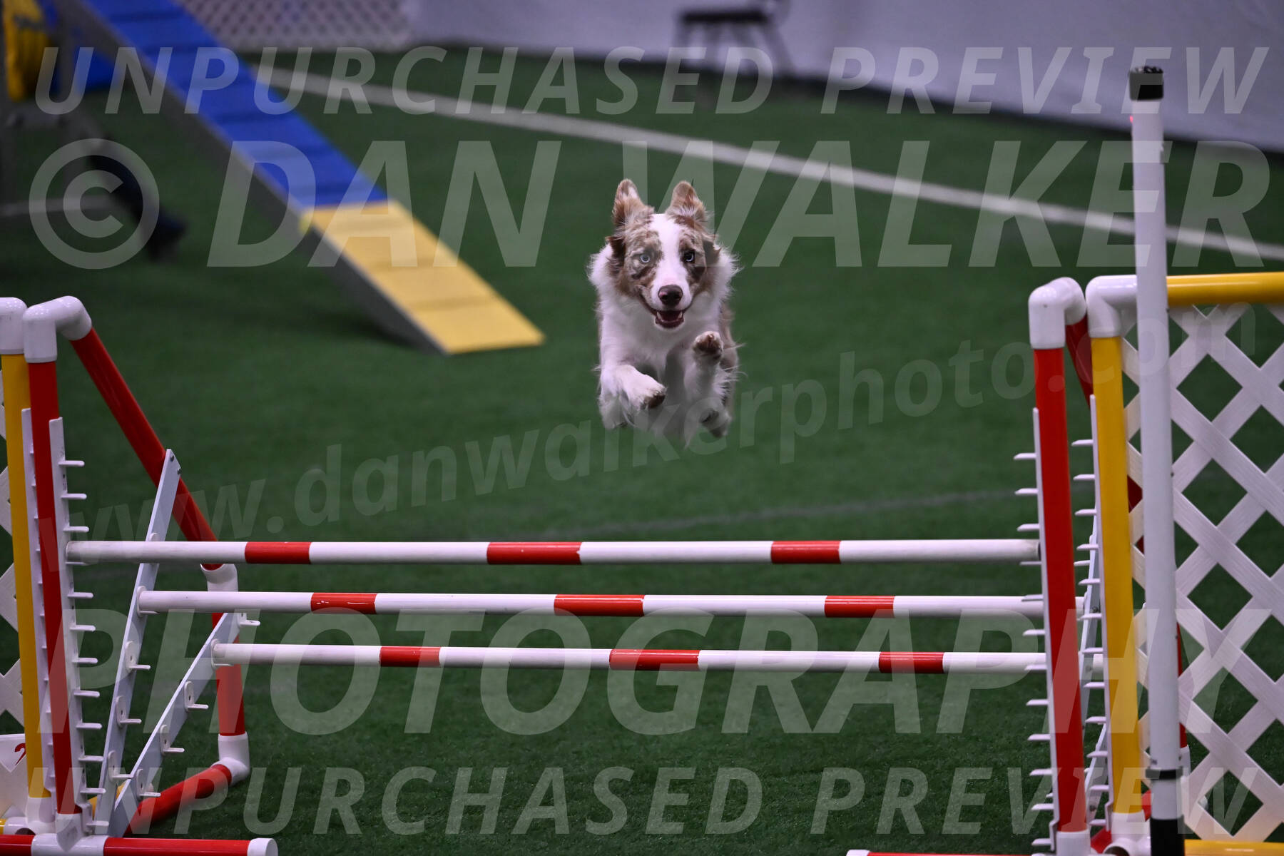 Jagger-Tamie-Rogers-02385