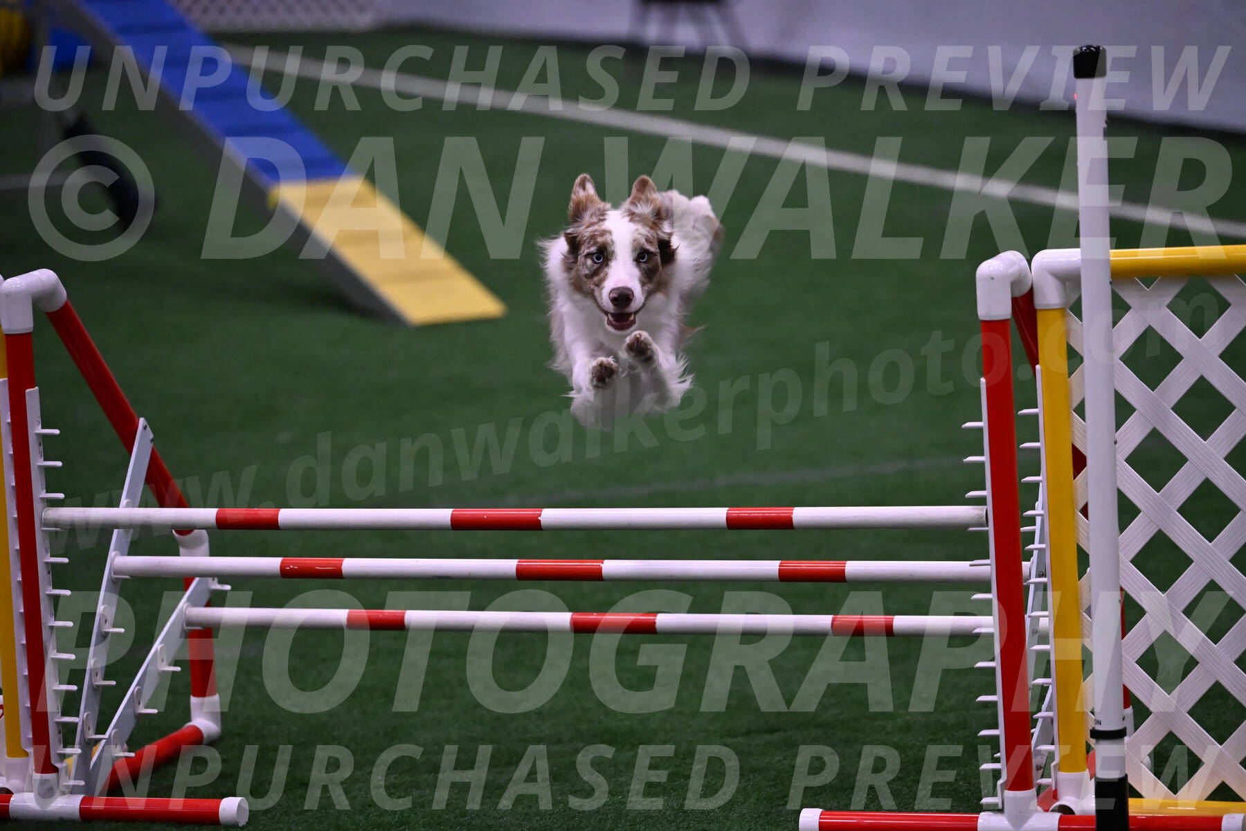Jagger-Tamie-Rogers-02386