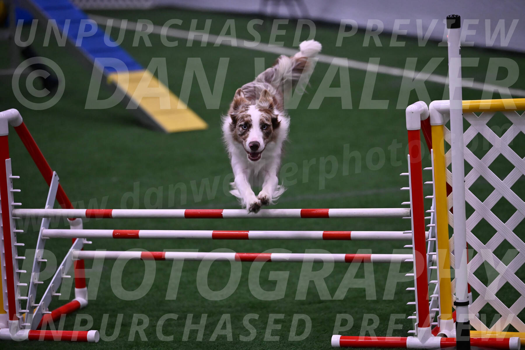 Jagger-Tamie-Rogers-02387