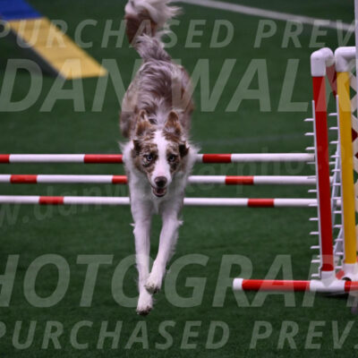 Jagger-Tamie-Rogers-02389