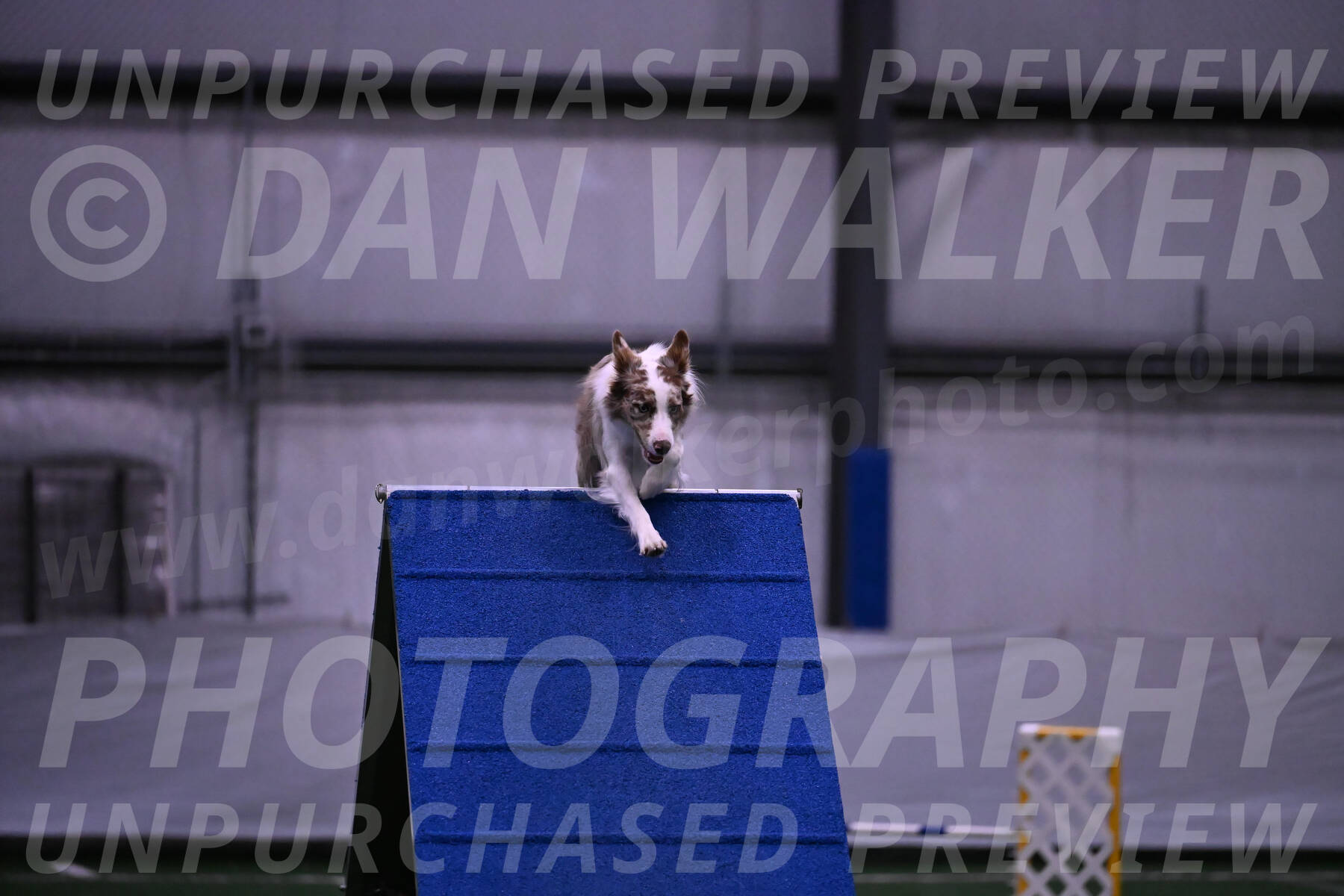 Jagger-Tamie-Rogers-02390