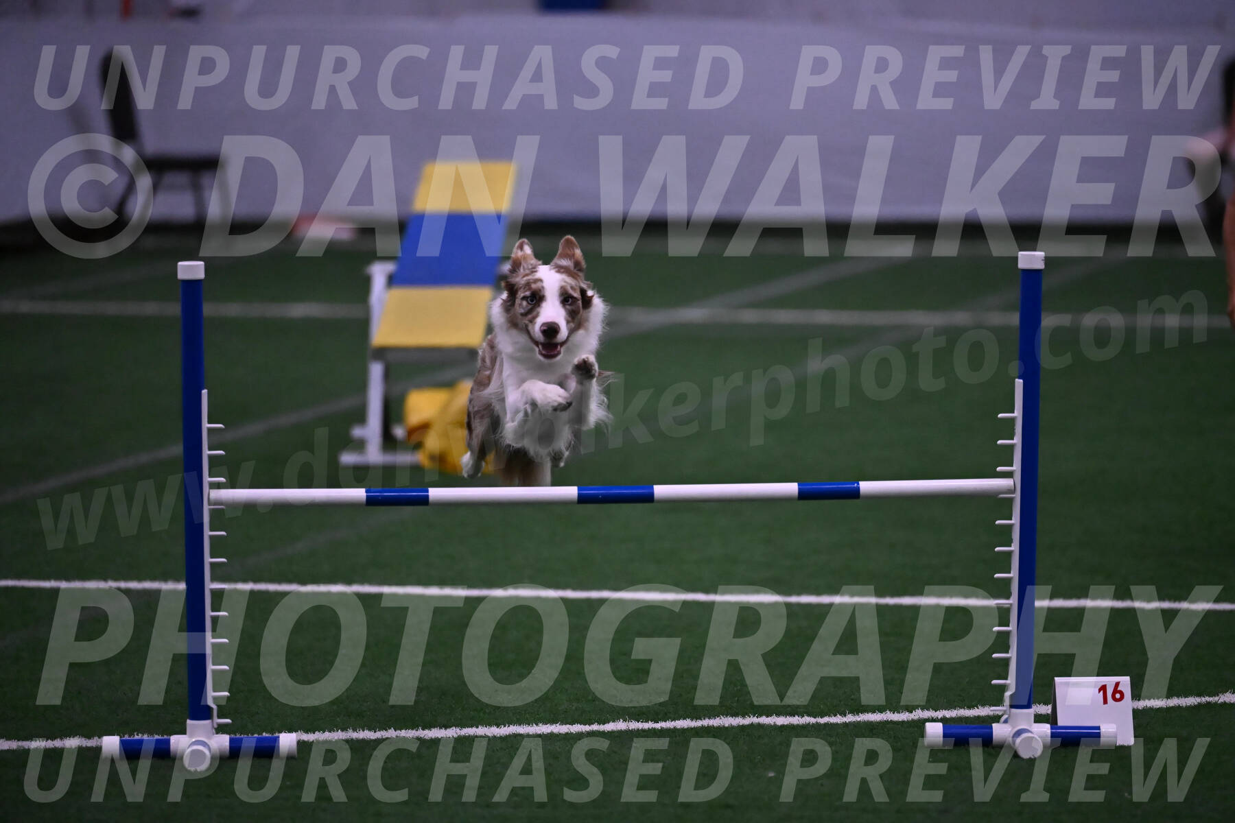Jagger-Tamie-Rogers-02409