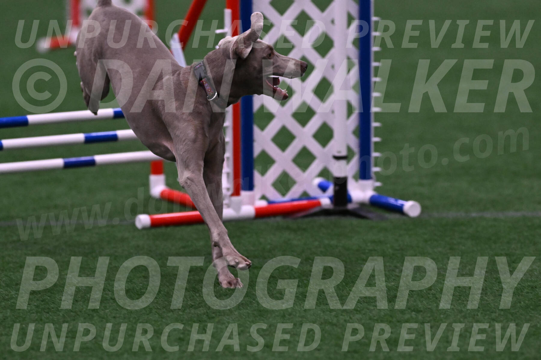 Kona-Beth-Ann-Laidman-09385