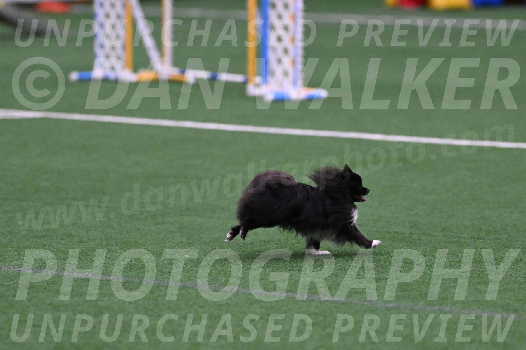 Kuro-Chasidy-DelBalso-07659