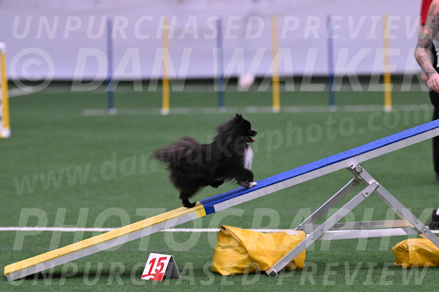 Kuro-Chasidy-DelBalso-07665