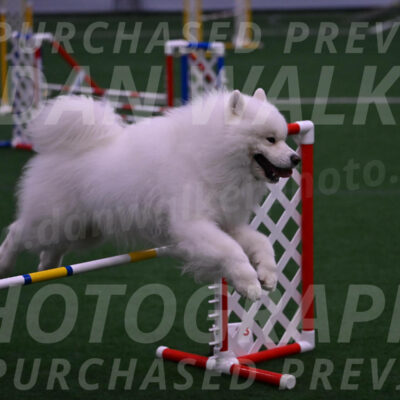 Loki-Mark-Majidzadeh-05415