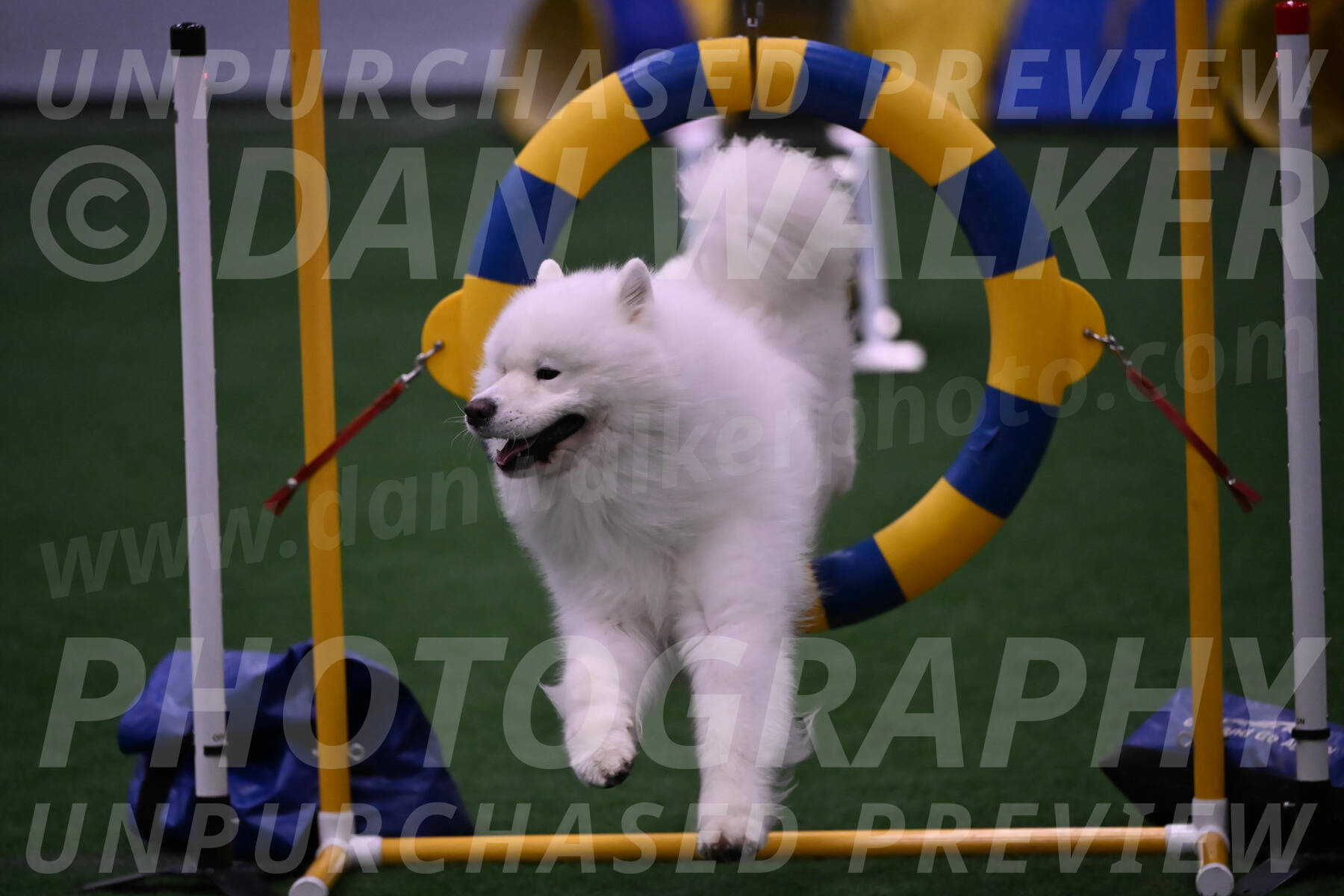 Loki-Mark-Majidzadeh-05430