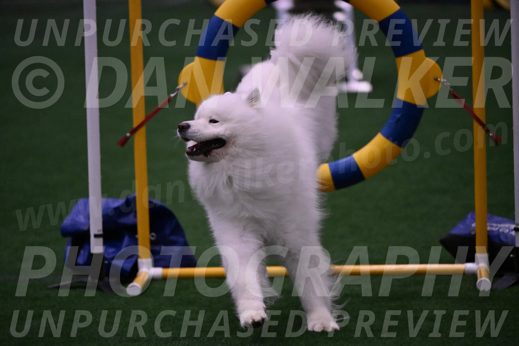 Loki-Mark-Majidzadeh-05431