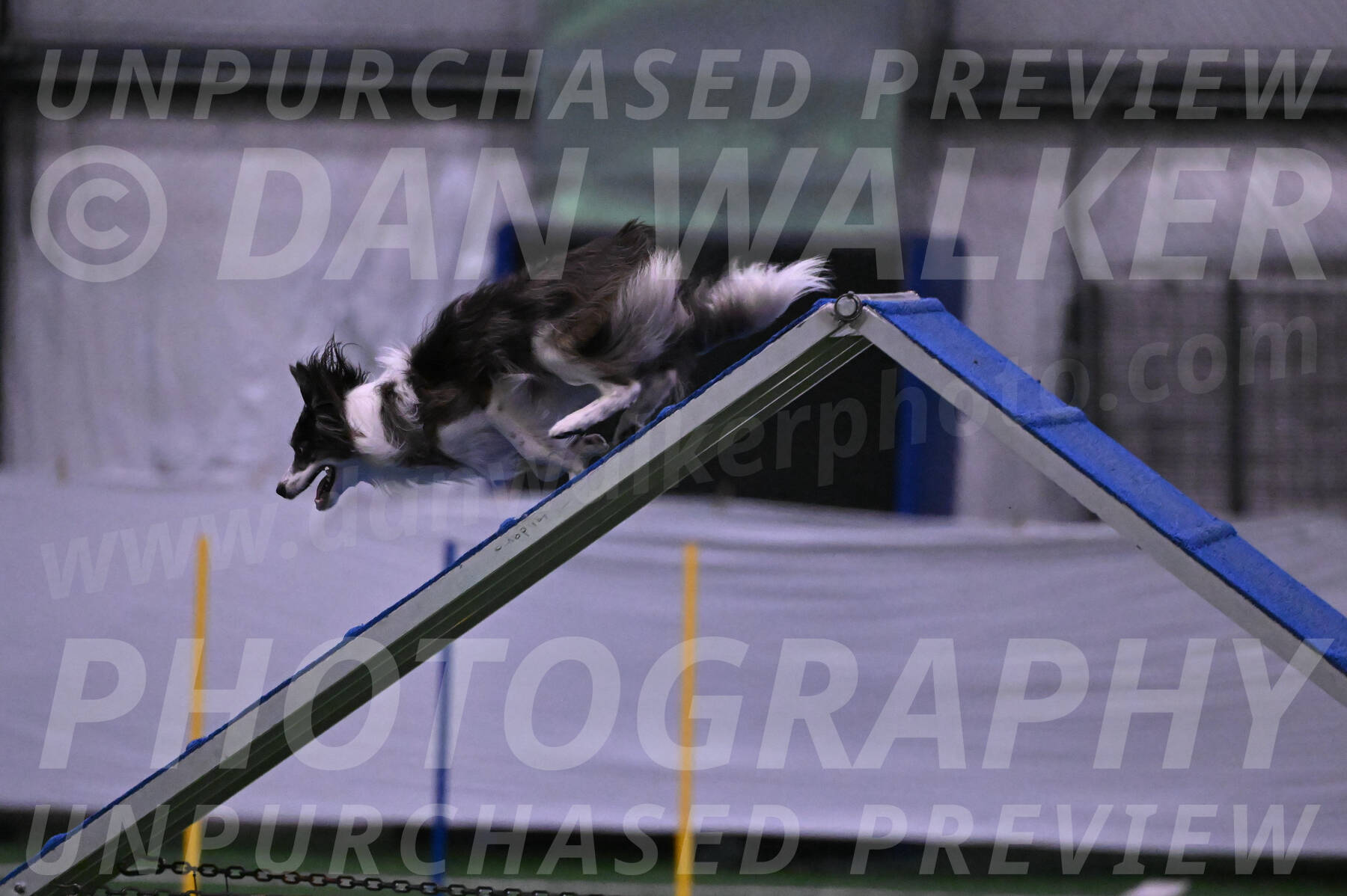 Mako-Leslie-Myers-DVM-06841