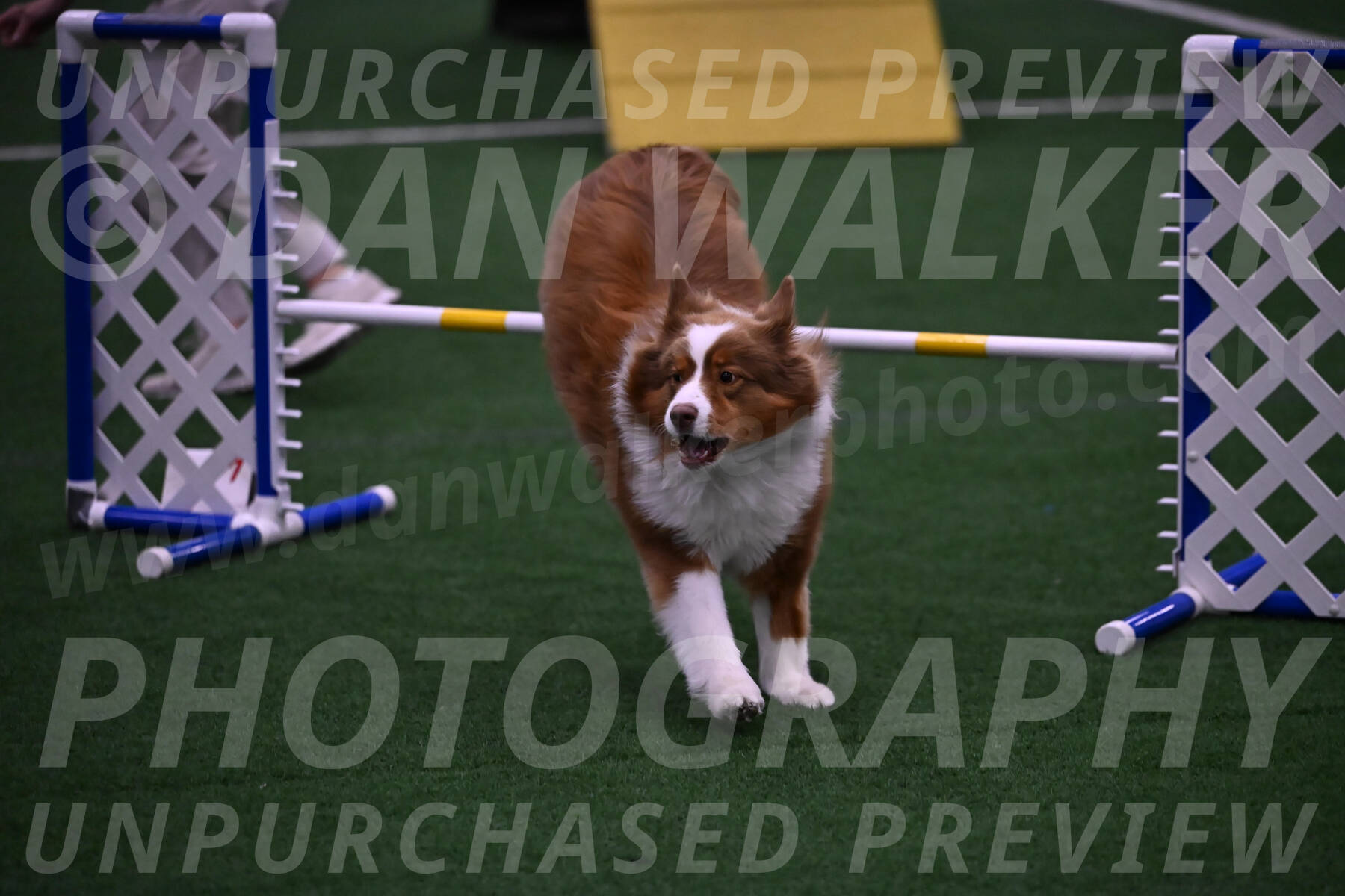 Roo-Elizabeth-Rowan-09149