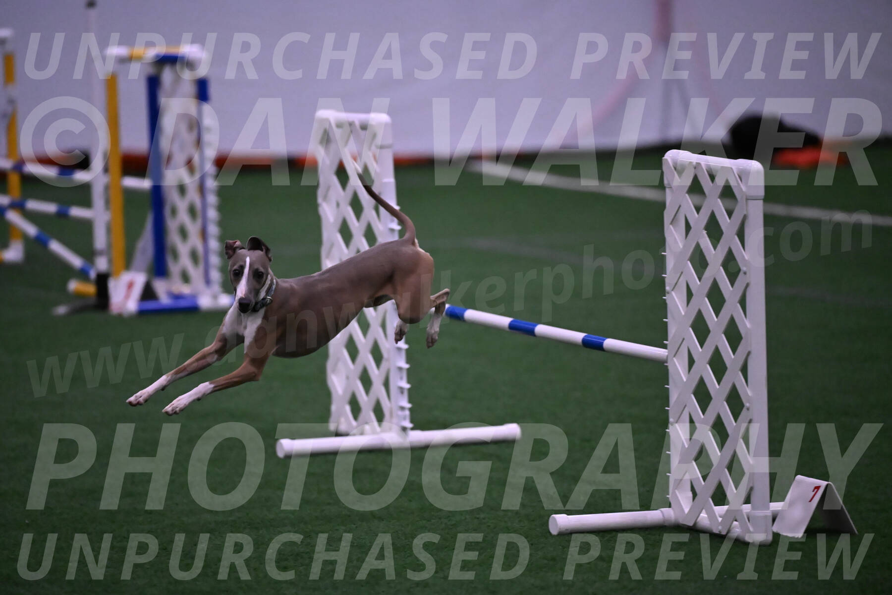 Rowdy-Terrianne-Basch-01233