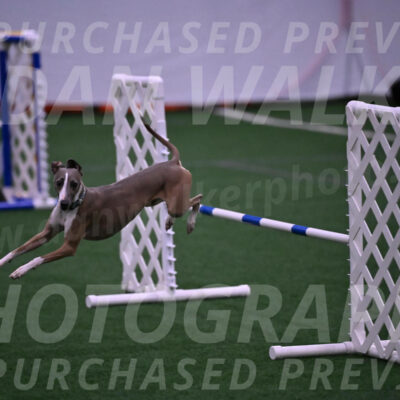 Rowdy-Terrianne-Basch-01233