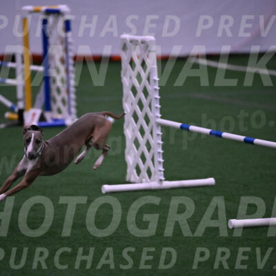 Rowdy-Terrianne-Basch-01234