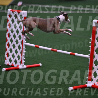 Rowdy-Terrianne-Basch-01239