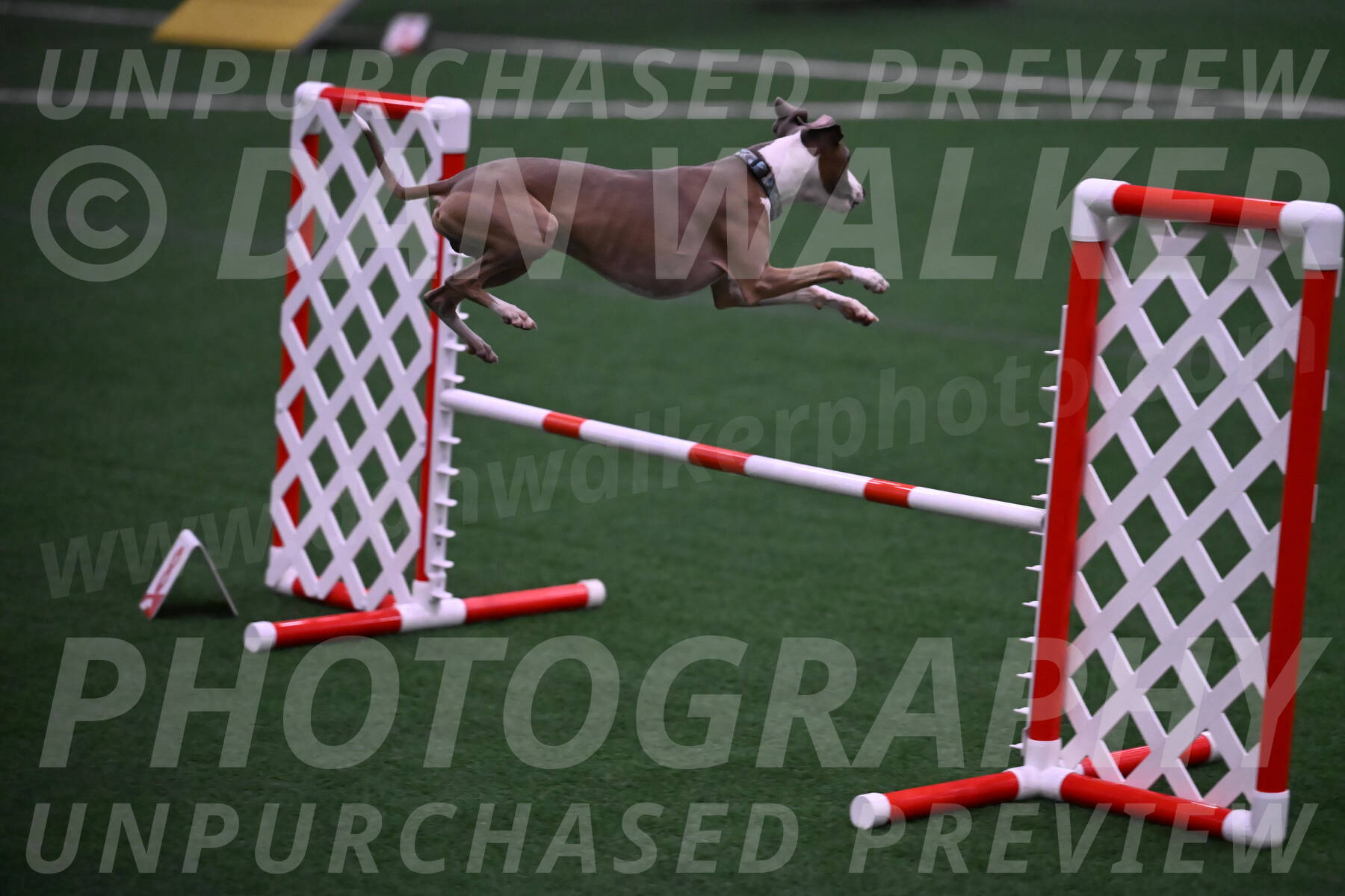 Rowdy-Terrianne-Basch-01239