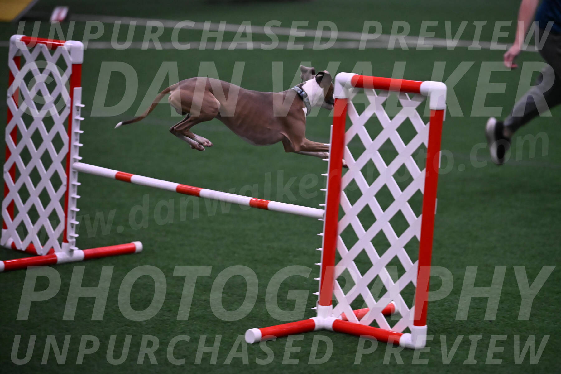 Rowdy-Terrianne-Basch-01240