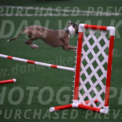 Rowdy-Terrianne-Basch-01240