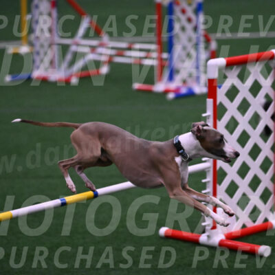 Rowdy-Terrianne-Basch-01289