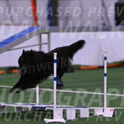 Score-Viola-Dyer-07320