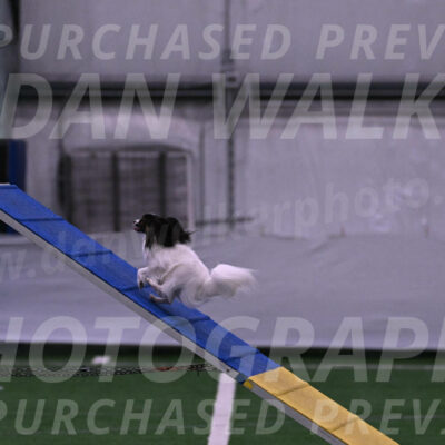 Sparky-Denise-Schneider-09704