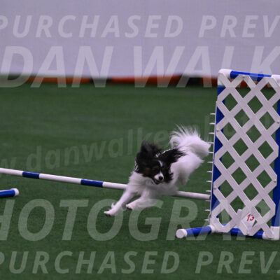 Sparky-Denise-Schneider-09716