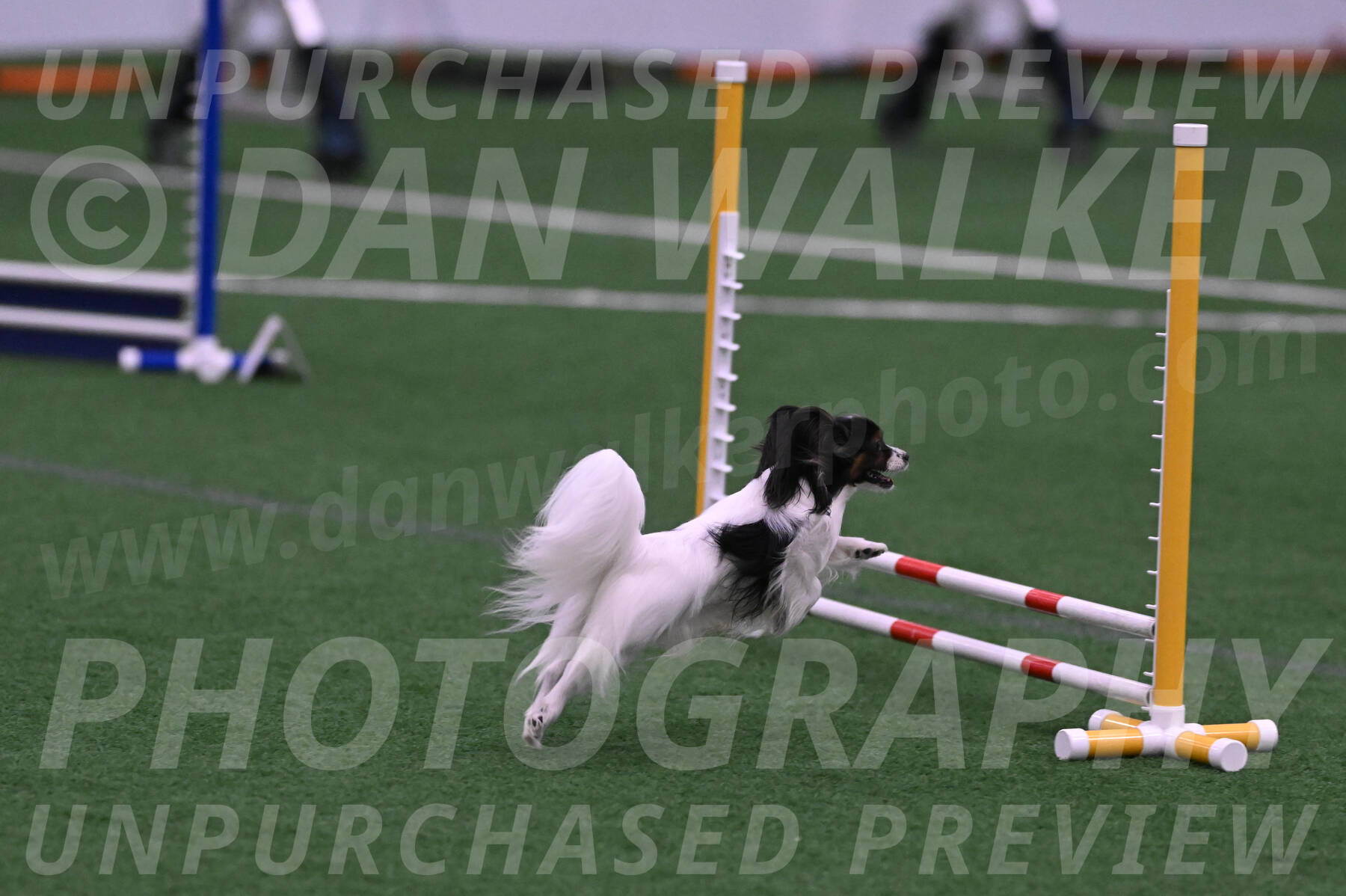 Sparky-Denise-Schneider-09722