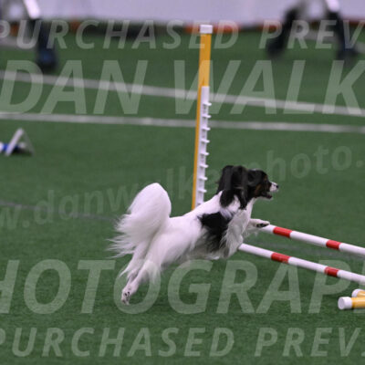 Sparky-Denise-Schneider-09722