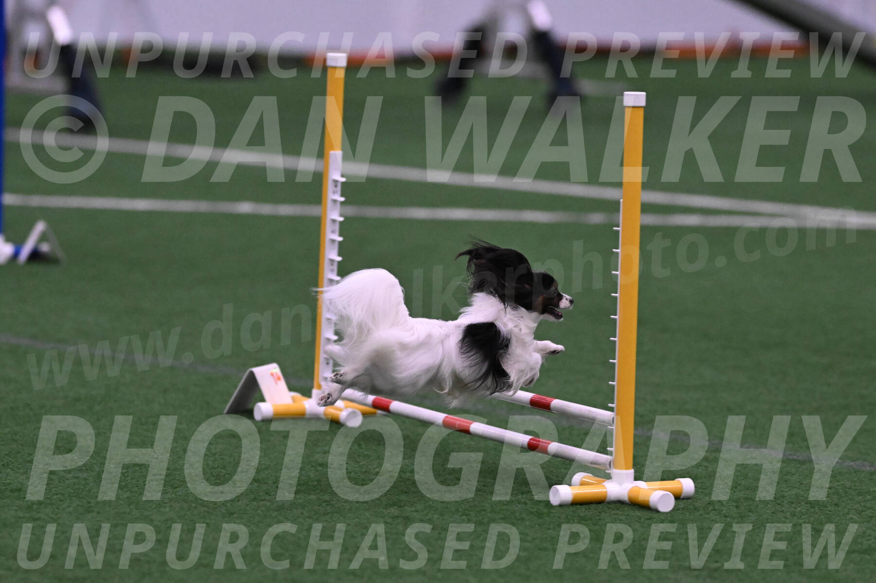 Sparky-Denise-Schneider-09723