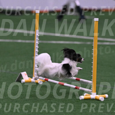 Sparky-Denise-Schneider-09723