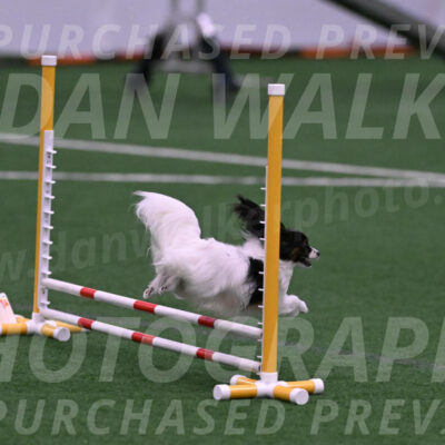 Sparky-Denise-Schneider-09724
