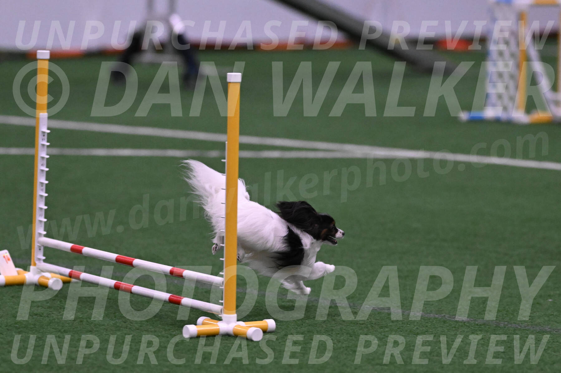 Sparky-Denise-Schneider-09725