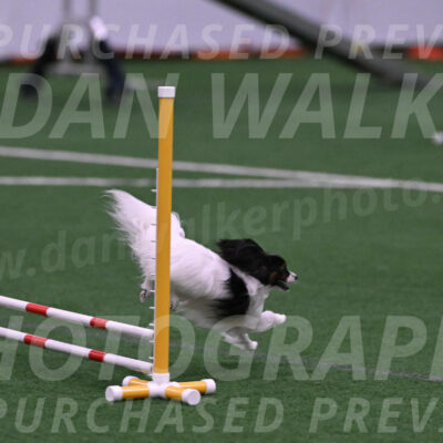 Sparky-Denise-Schneider-09725