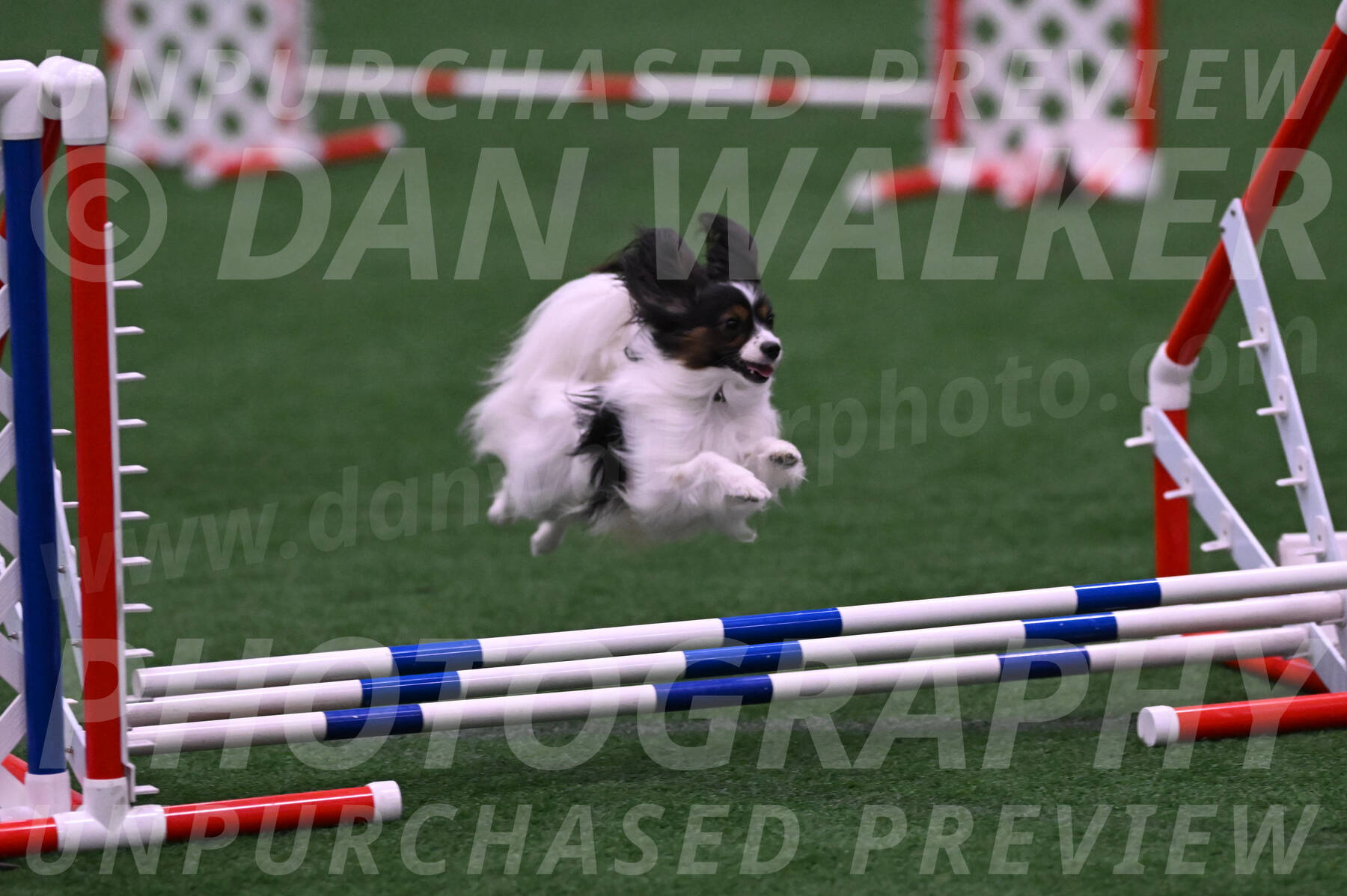 Sparky-Denise-Schneider-09741