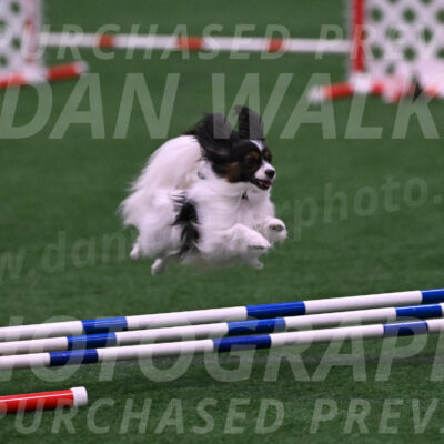 Sparky-Denise-Schneider-09741