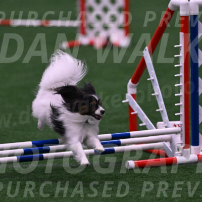 Sparky-Denise-Schneider-09743
