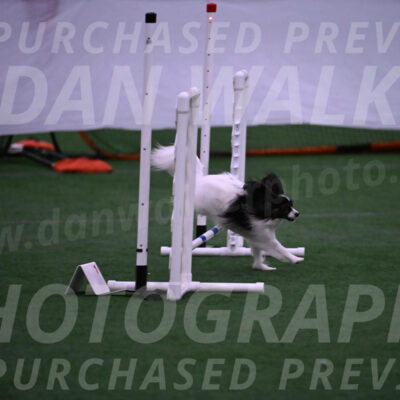 Sparky-Denise-Schneider-09751