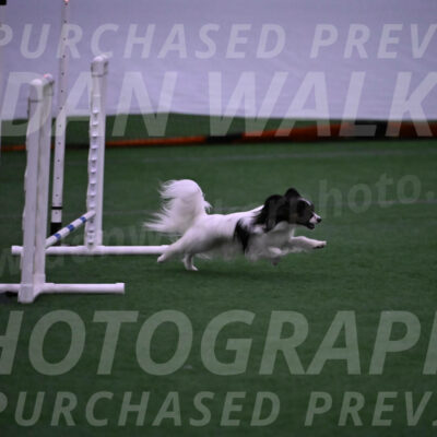 Sparky-Denise-Schneider-09753