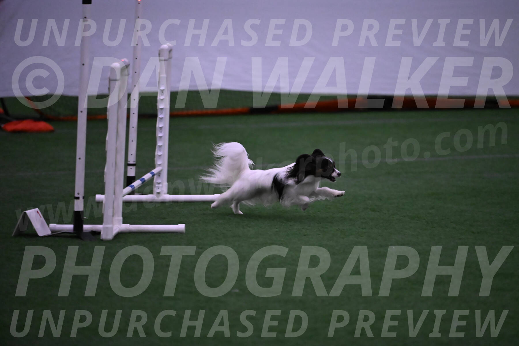 Sparky-Denise-Schneider-09753